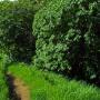 Looking for unusual plants and admiring the greenery.